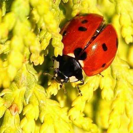 دانلود آهنگ کبوتر مجید حسینی